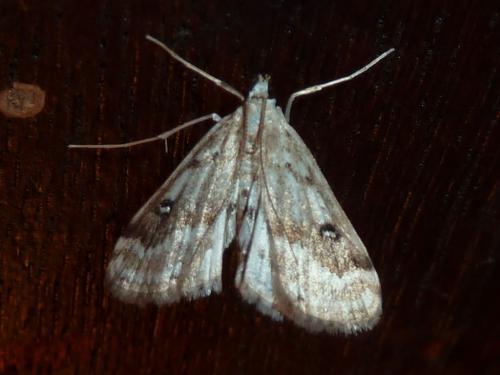 Réf. 183 709 : Parapoynx stratiotata